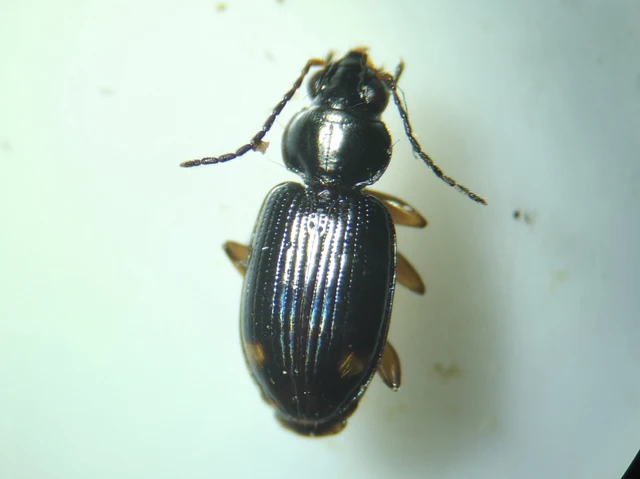 Bembidion biguttatum - kétfoltos gyorsfutó