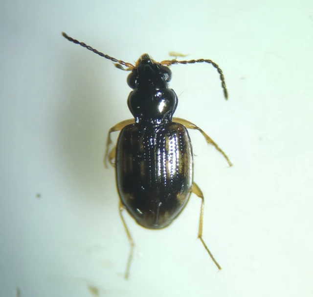 Bembidion octomaculatum - nyolcfoltos gyorsfutó