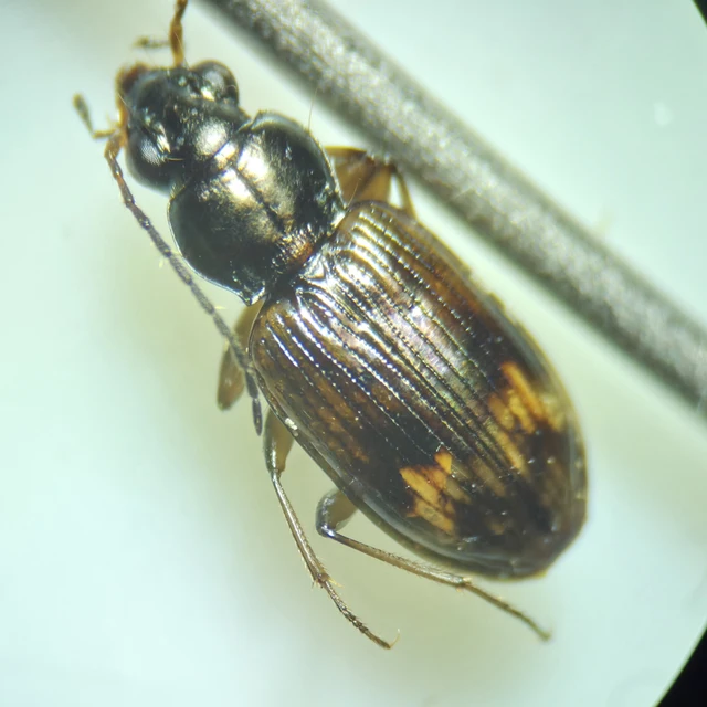 Bembidion dentellum - sárgaszalagos gyorsfutó