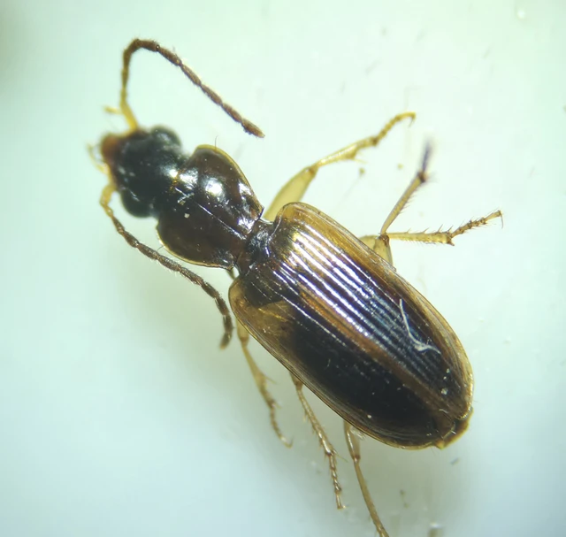 Anthracus consputus - nyerges kisdedfutó