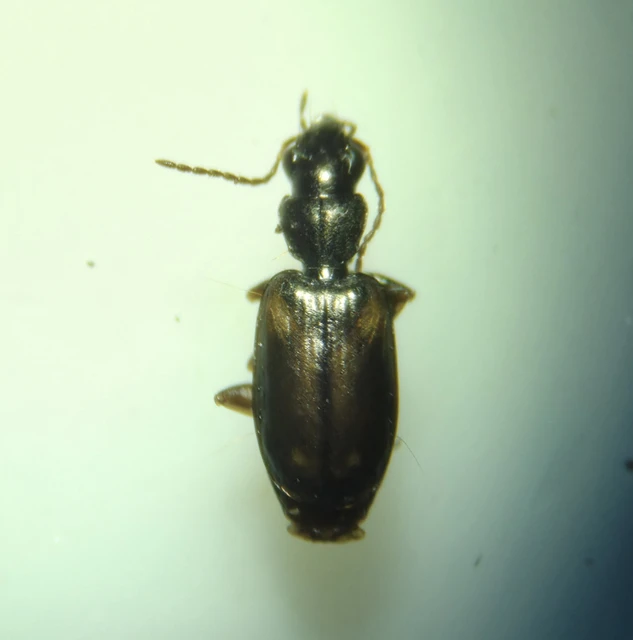 Syntomus obscuroguttatus - négyfoltos gyökérfutó