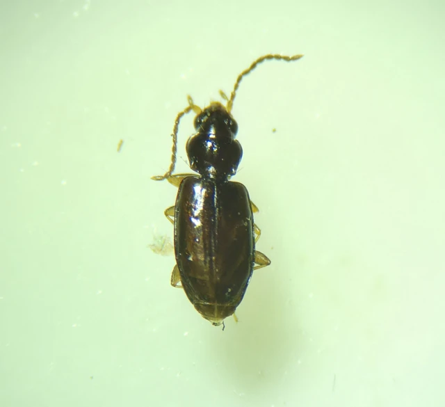 Tachys bistriatus - közönséges martfutó