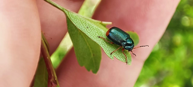 Cryptocephalus schaefferi - lapátlábú zömökbogár