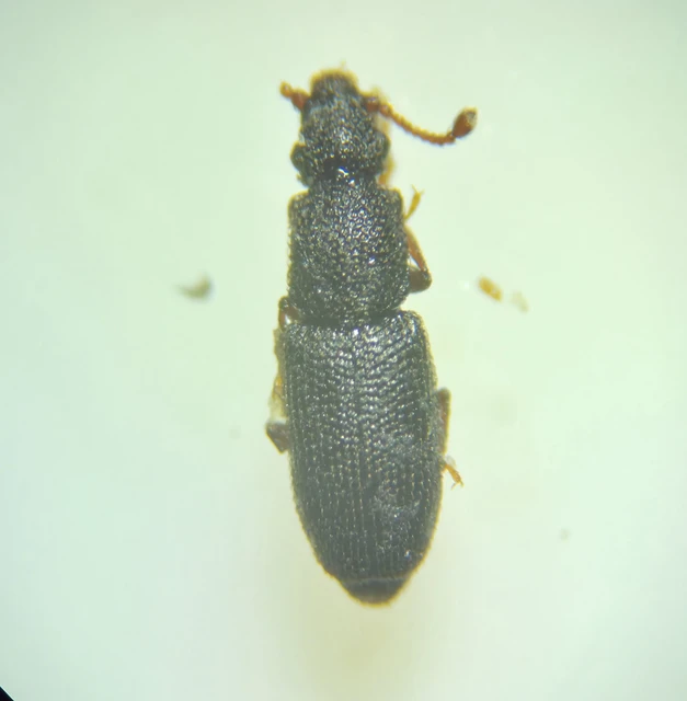 Monotoma Monotoma