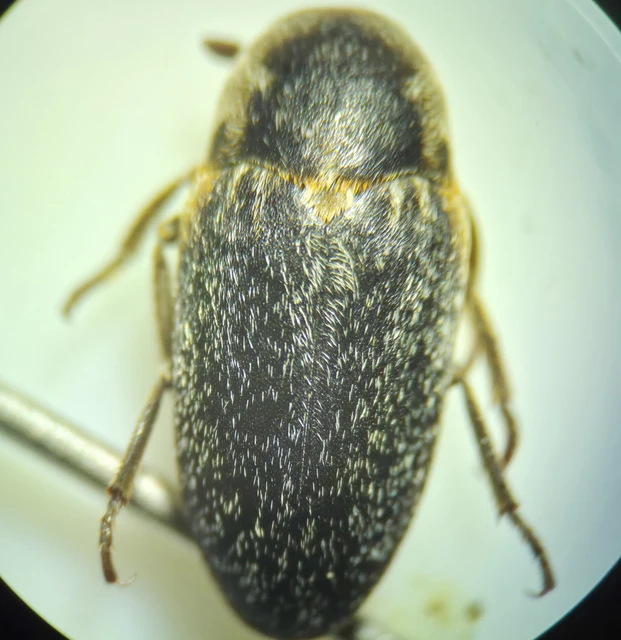 Dermestes frischii - nyakszegélyes porva Dermestes frischii - nyakszegélyes porva