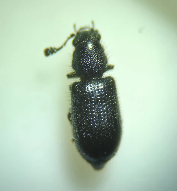 Necrobia violacea - kék hullabogár