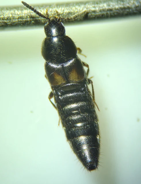 Aleochara tristis - érdes fürkészholyva