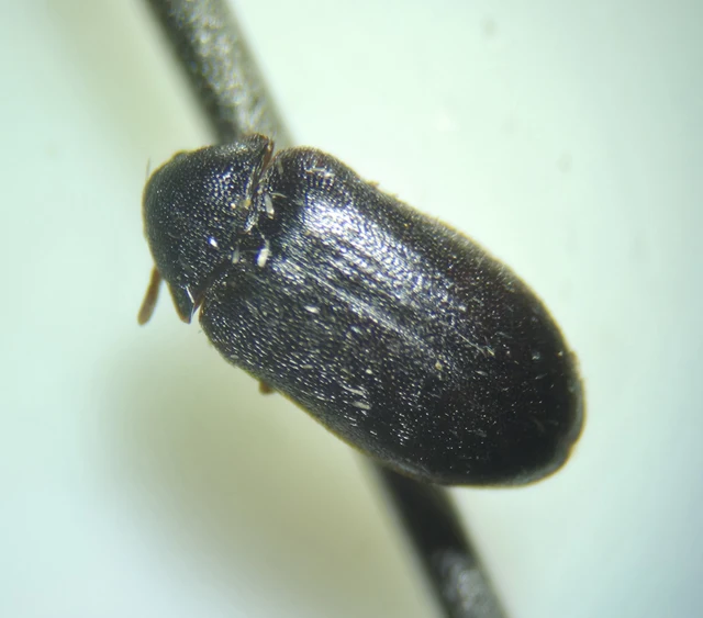 Globicornis corticalis - barnás kéregporva