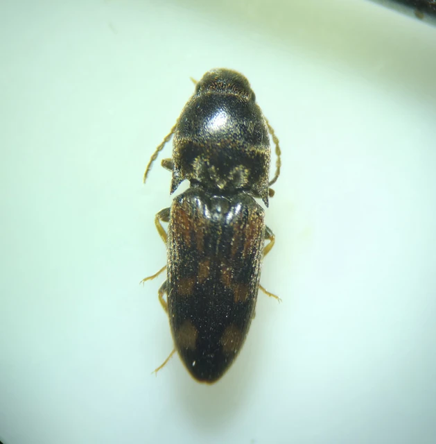 Drasterius bimaculatus - változékony pattanó