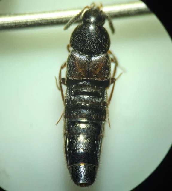 Aleochara curtula - nagy fürkészholyva