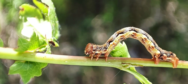 Erannis defoliaria - nagy téliaraszoló