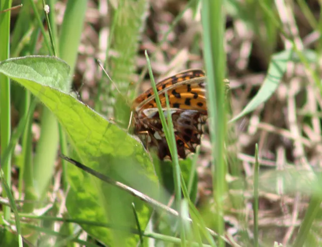 Boloria dia - kis gyöngyházlepke