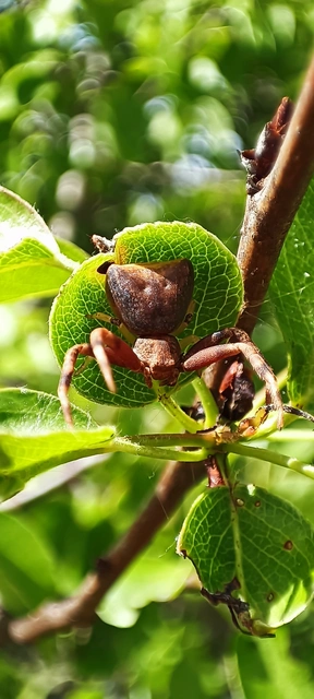 Pistius truncatus - csonka karolópók
