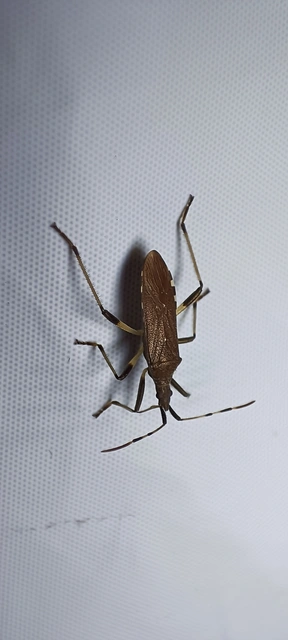 Dicranocephalus