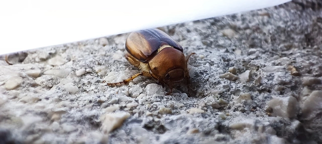 Rhizotrogus aestivus - tavaszvégi cserebogár