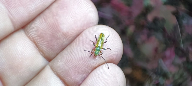 Cortodera humeralis - négyfoltos cserjecincér