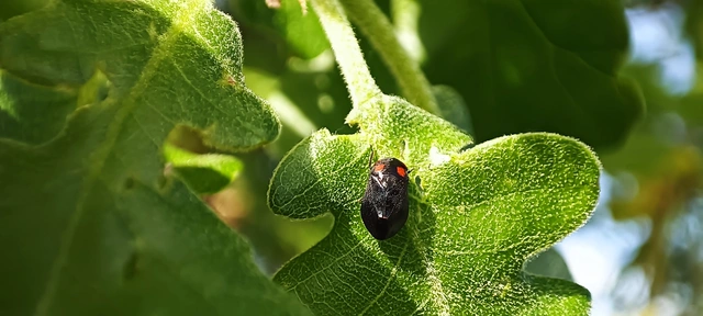 Penthimia nigra - fekete kabóca