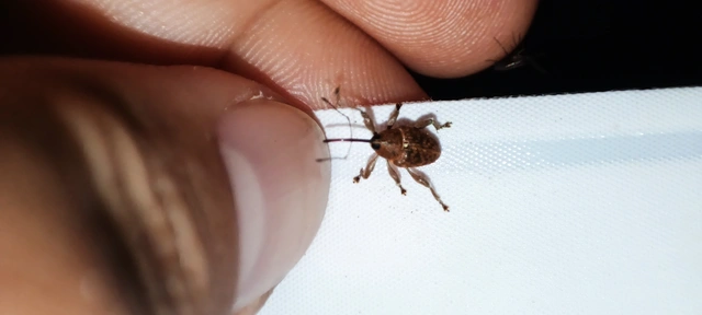 Curculio glandium - tölgymakkzsuzsóka