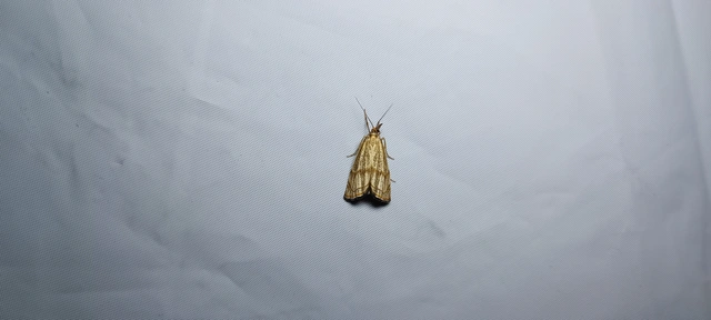 Thisanotia chrysonuchella - tavaszi fűgyökérmoly