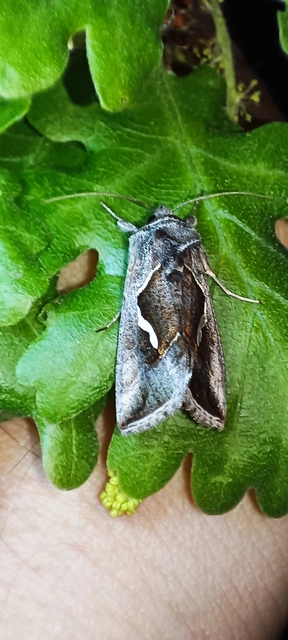 Macdunnoughia confusa - cseppfoltos ezüstbagoly