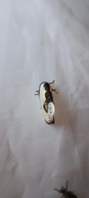 Cilix glaucata - törpe sarlósszövő