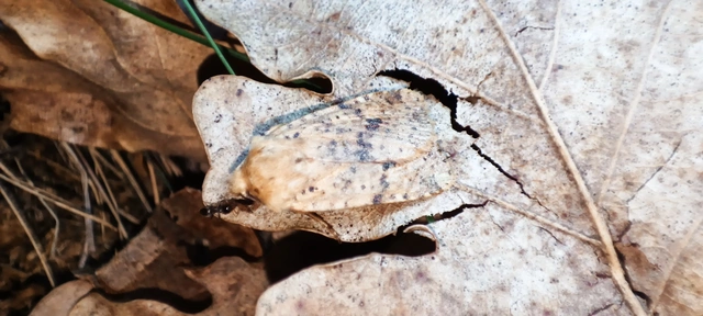 Conistra rubiginea - vörös őszibagoly