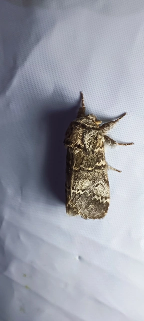 Drymonia ruficornis - cserfa-púposszövő