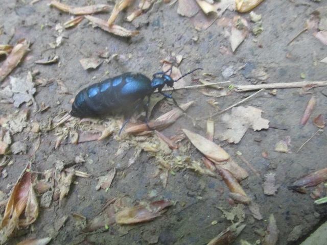 Meloe violaceus - kék nünüke