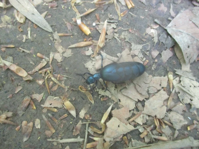 Meloe violaceus - kék nünüke