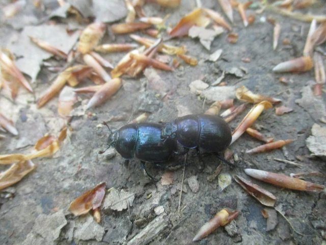 Anoplotrupes stercorosus - erdei álganéjtúró