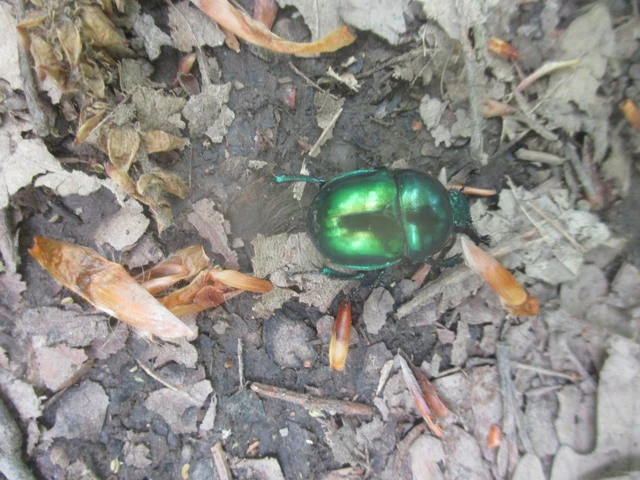 Trypocopris vernalis - tavaszi álganéjtúró