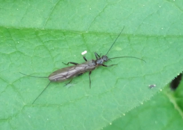 Plecoptera - Álkérészek