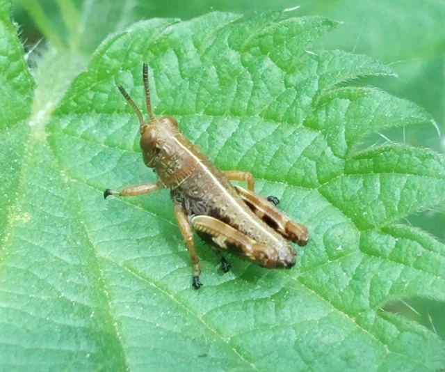 Miramella alpina - alpesi sáska
