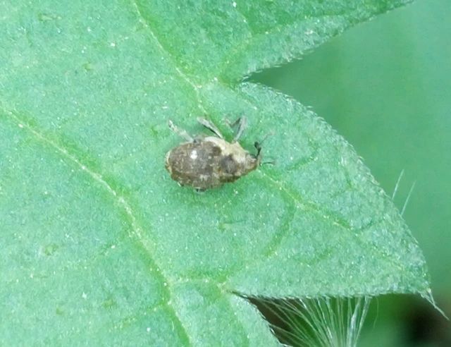 Nedyus quadrimaculatus - közönséges csalánormányos