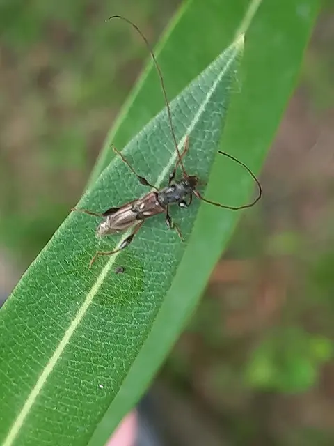 Molorchus minor - kis légycincér