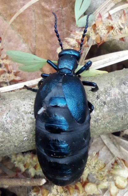 Meloe violaceus - kék nünüke