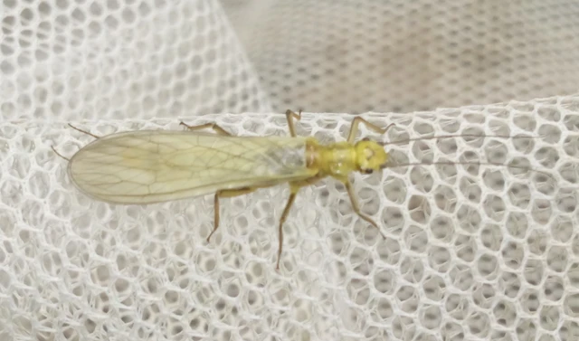 Plecoptera - Álkérészek