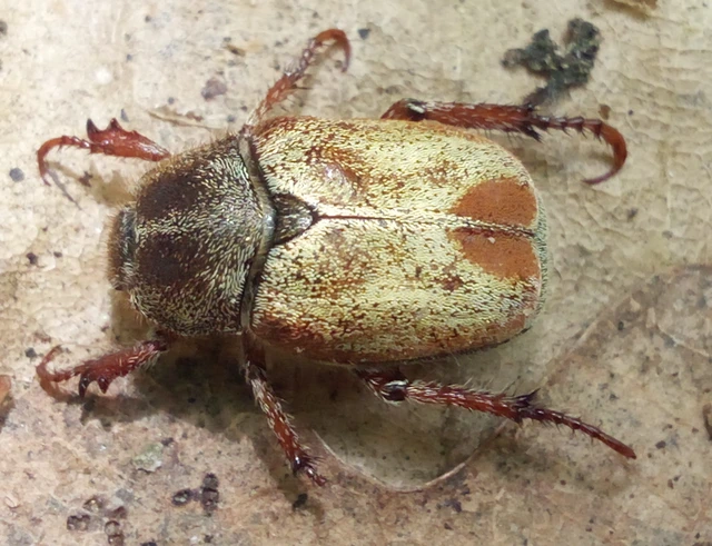 Hoplia praticola - réti virágcserebogár