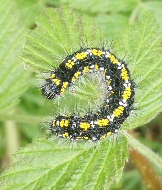 Callimorpha dominula - fémes medvelepke