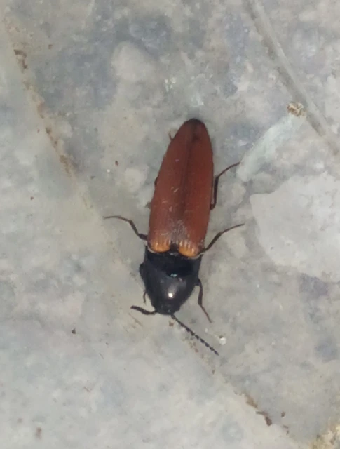 Ampedus