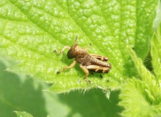 Miramella alpina - alpesi sáska