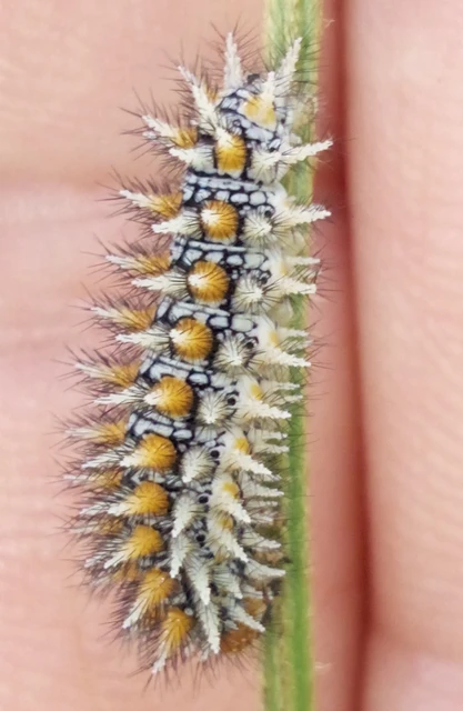 Melitaea didyma - tüzes tarkalepke