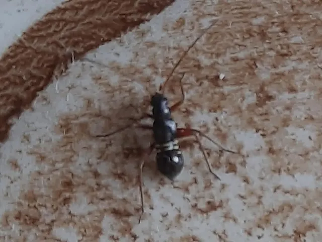 Miris striatus - sávos mezeipoloska