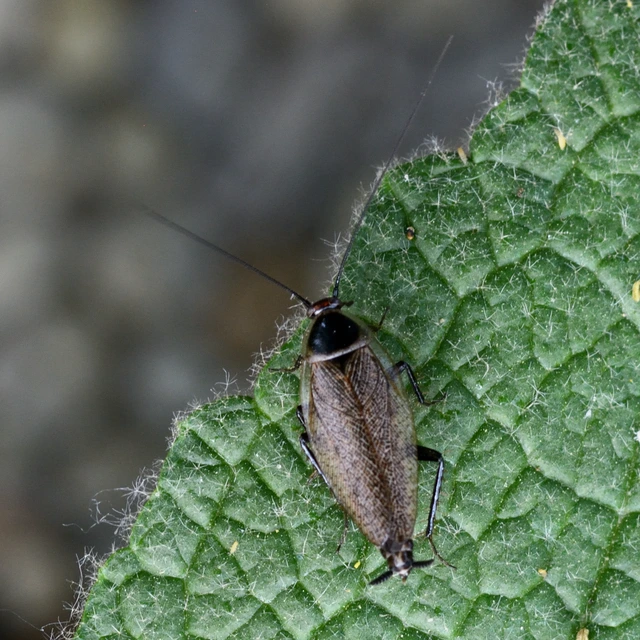 Blattodea - Csótányok