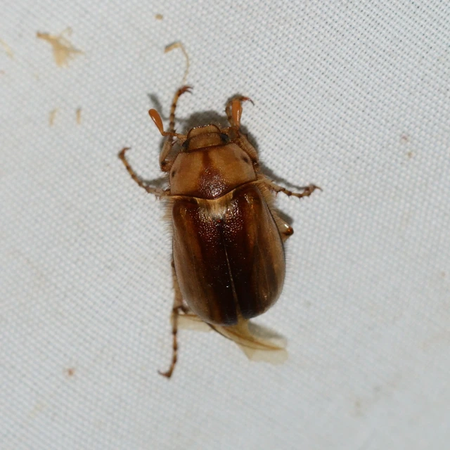 Rhizotrogus aestivus - tavaszvégi cserebogár