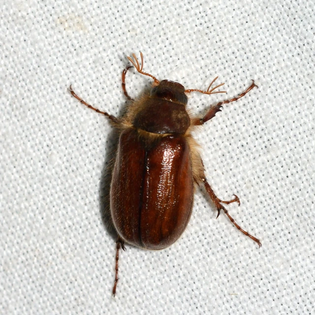 Holochelus vernus - tavaszi cserebogár