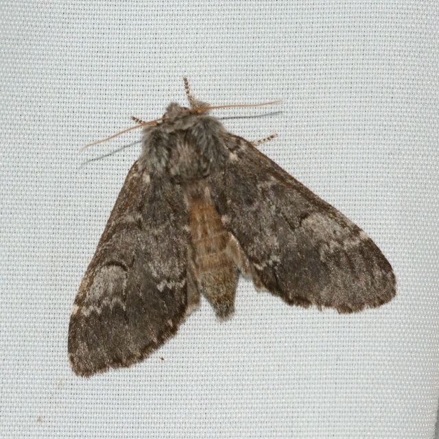 Drymonia ruficornis - cserfa-púposszövő