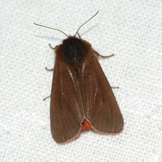 Phragmatobia fuliginosa - füstös medvelepke