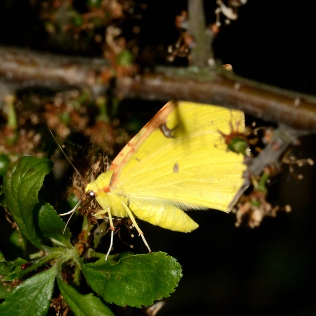 Opisthograptis luteolata - citromsárga araszoló