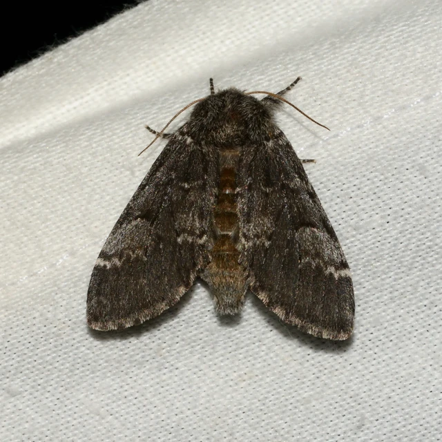 Drymonia ruficornis - cserfa-púposszövő